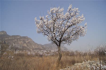 杏树风水|大门口栽杏树有忌讳吗 有哪些风水禁忌